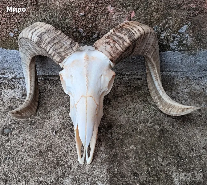 Череп от овен,коч.Рога., снимка 1