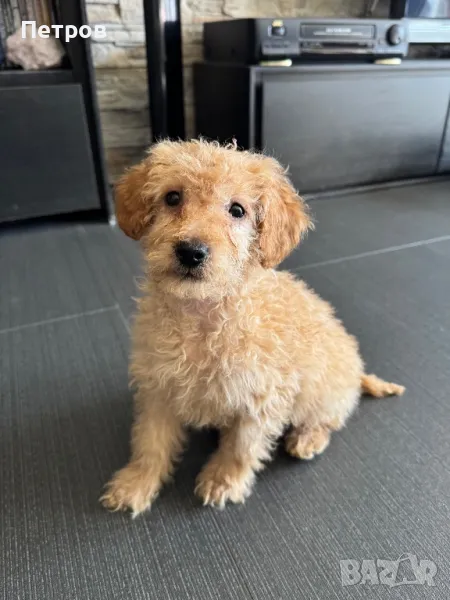 Той Пудел Мъжко Toy Poodle, снимка 1