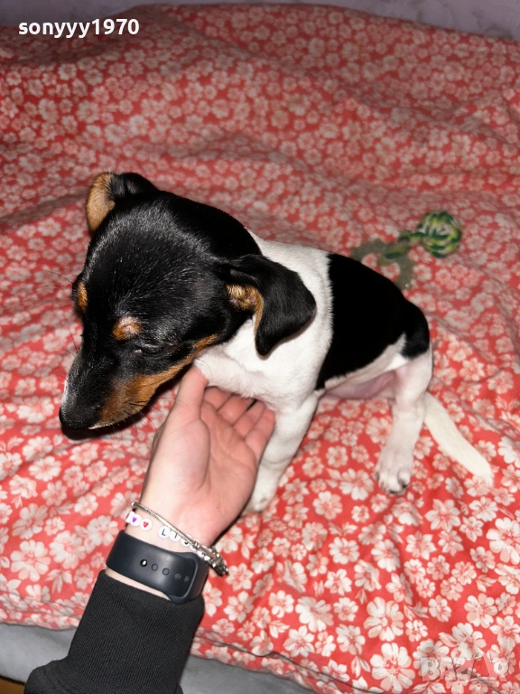 ДЖАК С ВСИЧКИ ВАКСИНИ И ПАСПОРТ 2711250951, снимка 1