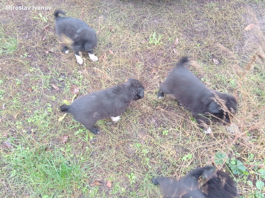 подарявам малки кученца, снимка 1