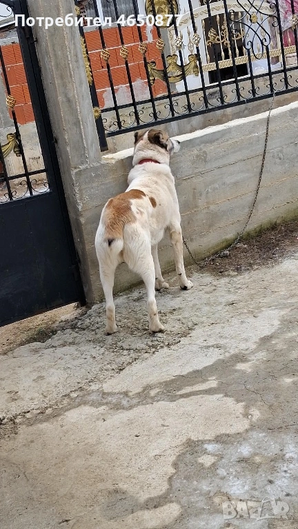 Женска на 1.7 месеца разгонена , снимка 1