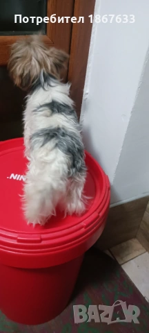 Йоркширски териер бивиер, снимка 3 - Йоркширски териер - 53665968