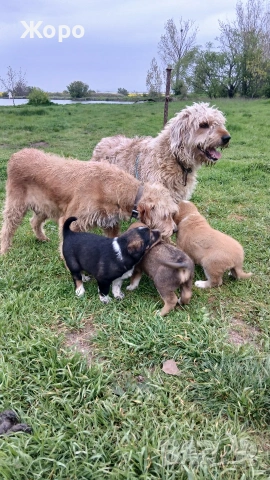 Бараци на два месеца , снимка 5 - Гонче - 54274483