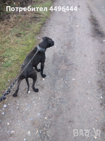  родословно питбулче 8месеца, снимка 10 - Питбул - 53084414