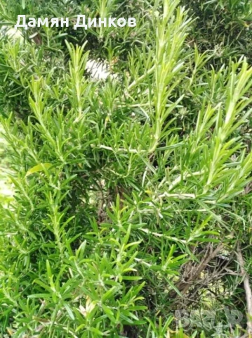 БИО Мащерка, Девесил и Розмарин, снимка 4 - Други - 51139492