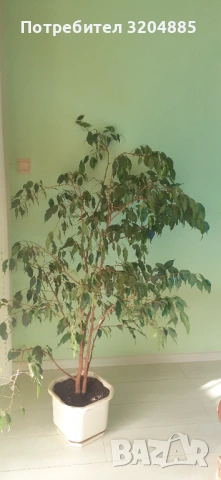 Бенджамин, снимка 2 - Стайни растения - 53896724