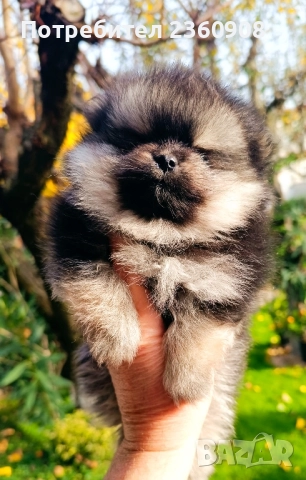 померан, мини померан , снимка 13 - Померан - 52628299