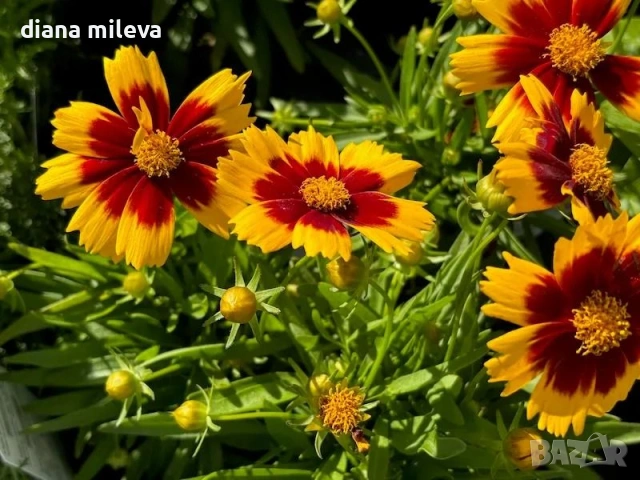 ореопсис Злато и Бронз, Coreopsis grandiflora UpTick™ Gold & Bronze, студоустойчив и многогодишен, снимка 2 - Градински цветя и растения - 54071950