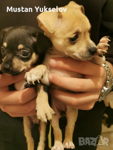 Pincer пинчерчета, снимка 4 - Пинчер - 53187873