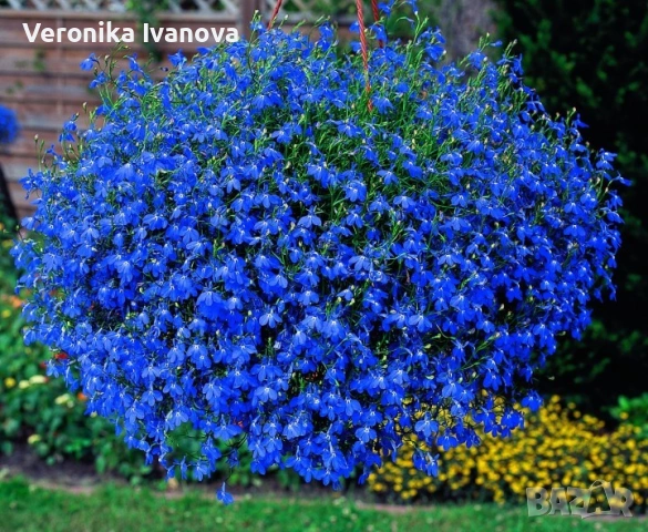 Цветя, снимка 11 - Разсади - 54076484