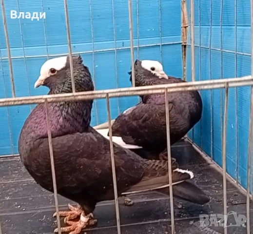 Индийски моки, снимка 3 - Гълъби - 52914435