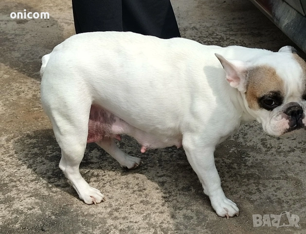 Френски булдог мерле,момче., снимка 5 - Френски булдог - 53925342
