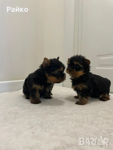 мини йоркширски териер, снимка 3 - Йоркширски териер - 52970336