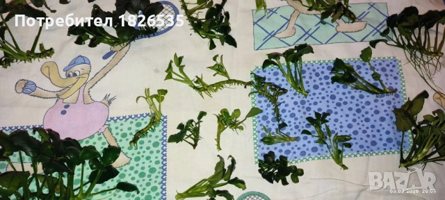 Продавам анубиаси, снимка 2 - Рибки - 53698305