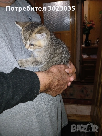 британска чинчила с родословие 600лв , снимка 6 - Британска късокосместа - 53013627