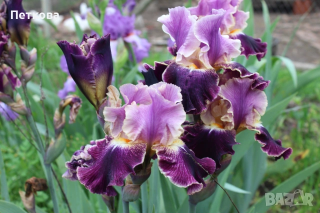 Сортови ириси , снимка 7 - Градински цветя и растения - 53399502