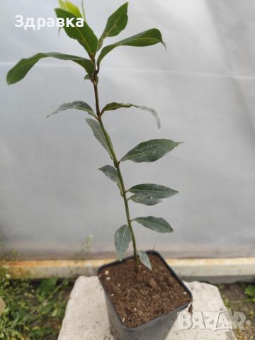 Дафинов лист , снимка 1 - Градински цветя и растения - 44399628