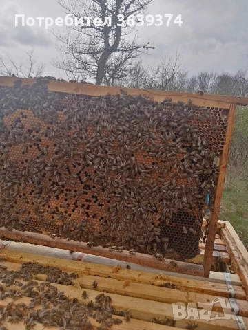 пчелни отводки , снимка 3 - За пчели - 53629533