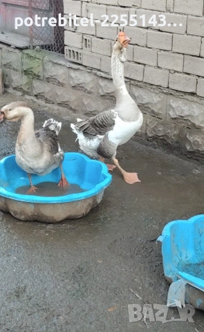 Яйца от Лебедови гъски-3 Евро