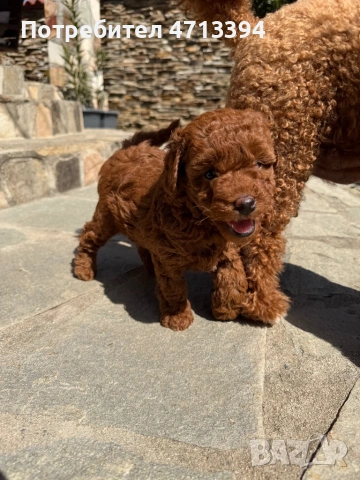 Момченце пудел/ male red poodle, снимка 9 - Пудели - 54227541