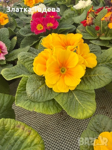 Зюмбюл, иглика, карамфил и др., снимка 7 - Градински цветя и растения - 53506898