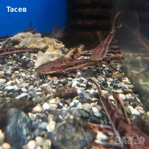 Псевдоплатистома 8-10см