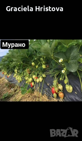 Продавам качествен разсад ягоди сорт  целогодишен мурано албион, снимка 2 - Градински цветя и растения - 53977021