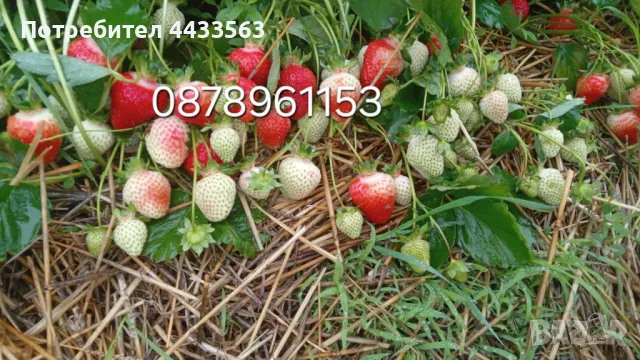 Разсад ягоди , снимка 3 - Разсади - 49982346