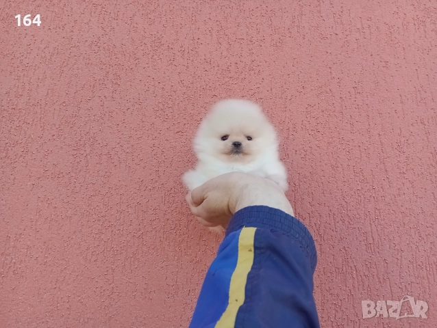 Женски миниатюрни мини Померани. Реални снимки!, снимка 5 - Померан - 52688511