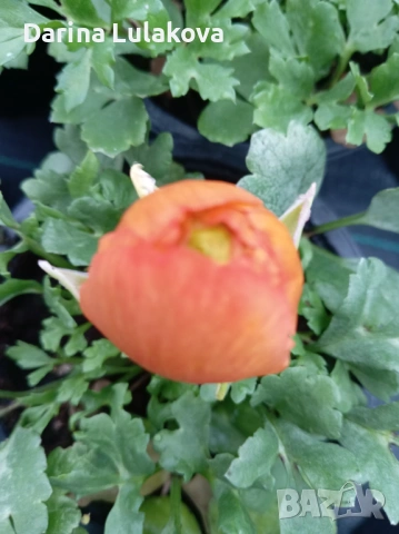 Лютиче , снимка 4 - Градински цветя и растения - 53415022