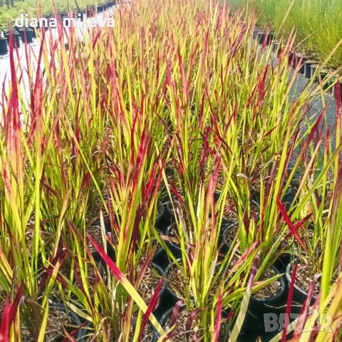 Imperata 'Red Baron', Декоративна трева, снимка 10 - Градински цветя и растения - 37058656