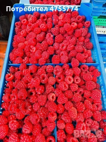 Качествен разсад Ягоди и Малини, снимка 4 - Разсади - 53720833