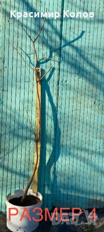 Нарове – селекция от много сортове с различни характеристики ,растения, дръвчета, снимка 16 - Градински цветя и растения - 52516852