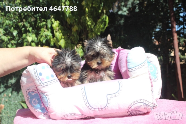 Йоркширски териер , снимка 9 - Йоркширски териер - 52444726