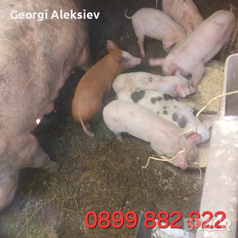 3 свине майки на първо прасило. , снимка 6 - Прасета - 53753100