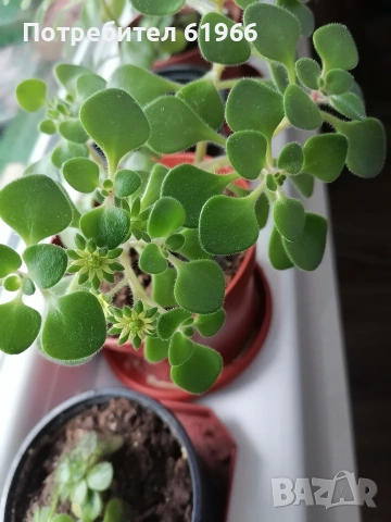 Дървото на парите и някои са в цъфтеж в жълто! ! 