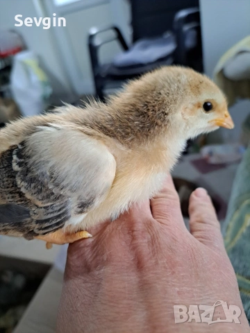 пилета, снимка 4 - други­ - 53641059