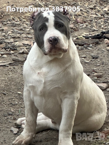 Американско були ХЛ, снимка 6 - Американски стафордширски териер - 53472935