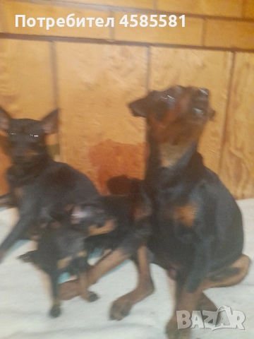 Чистокръвни немски пинери, снимка 13 - Пинчер - 52995417