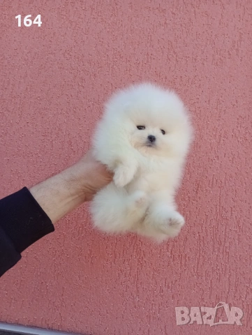 Женски бял Померан. Реални снимки от днес!, снимка 2 - Померан - 53793098