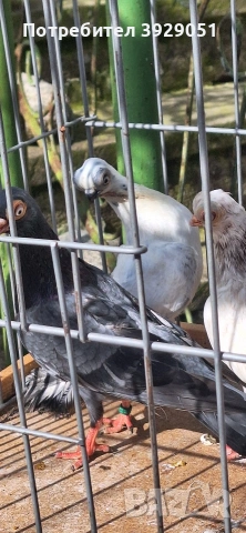 Продавам Будапещенски, снимка 12 - Гълъби - 53753986