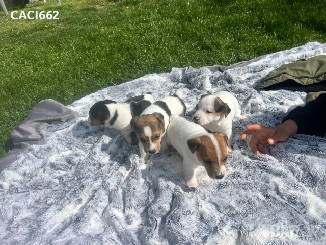 Джак ръсел , снимка 3 - Джак ръсел териер - 54154739