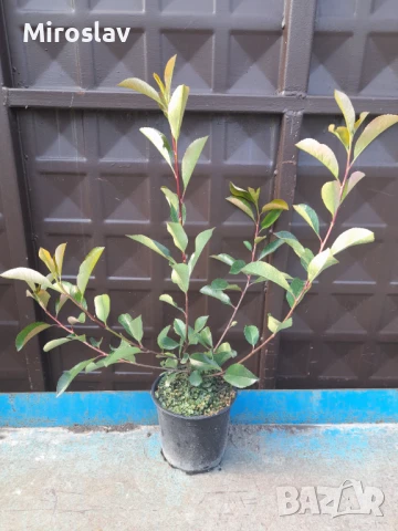 Фотиния-(Photinia Red Robin), снимка 10 - Градински цветя и растения - 33103700