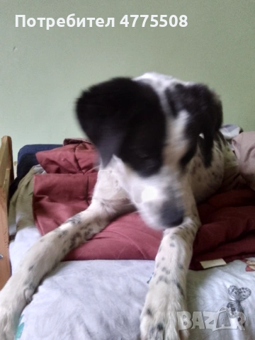 Подарявам кученце, снимка 4 - Английски сетери - 53951127