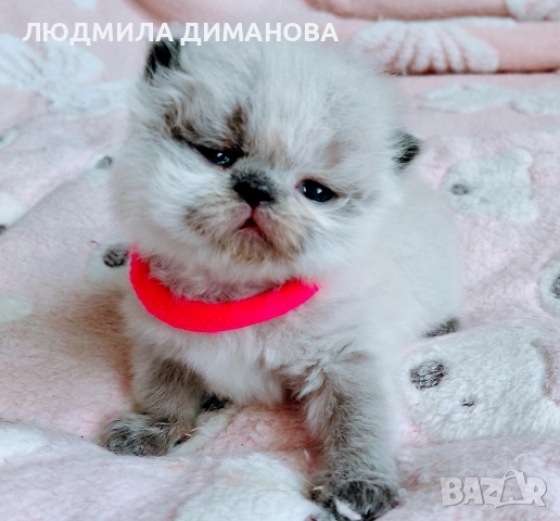 Хималайско момиче със сини очи. , снимка 7 - Персийска - 54181520