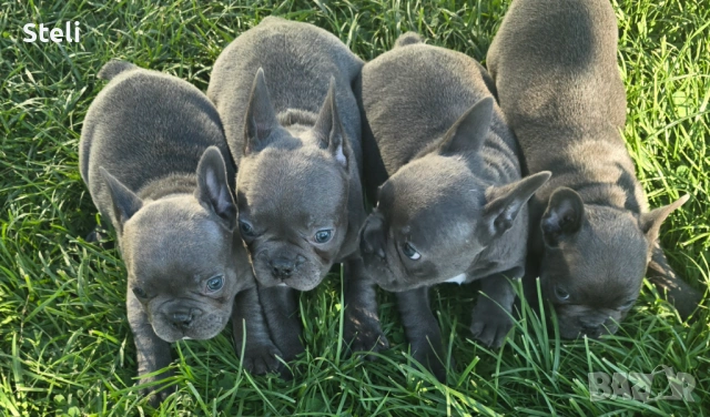 Френски булдог сини 
