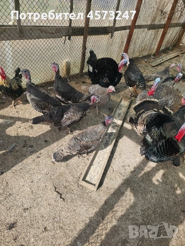женски мъшки пуики, снимка 3 - Кокошки и пуйки - 53769121