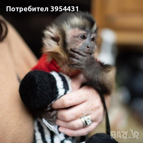 налични здрави маймуни капуцин., снимка 3 - Изгубени/намерени - 44948261