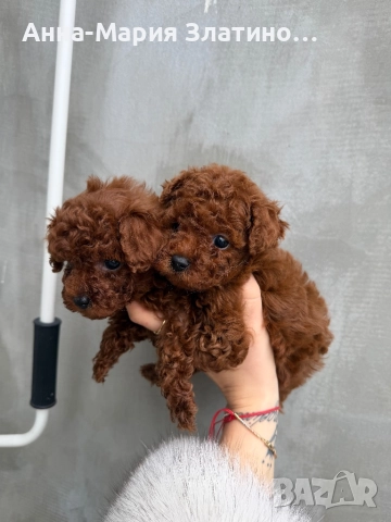 Той пудел ред браун , снимка 7 - Други - 52886172