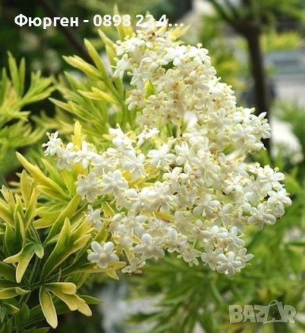 ЧЕРЕН БЪЗ GOLDEN TOWER - ЗЛАТНА КУЛА, снимка 3 - Разсади - 51938768